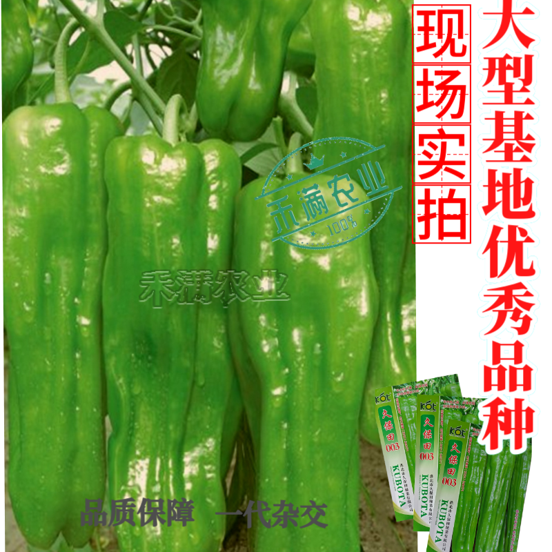 久保田003薄皮辣椒种子芜湖椒大果型杂交辣椒种子