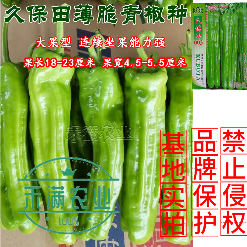 久保田003薄皮辣椒种子芜湖椒大果型杂交辣椒种子
