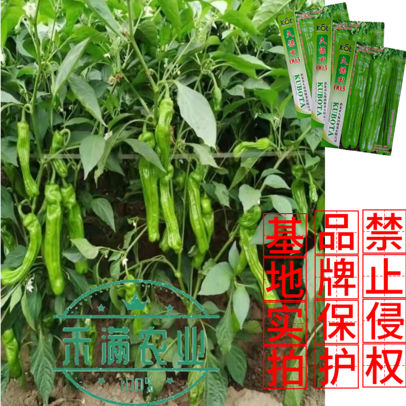 久保田003薄皮辣椒种子芜湖椒大果型杂交辣椒种子