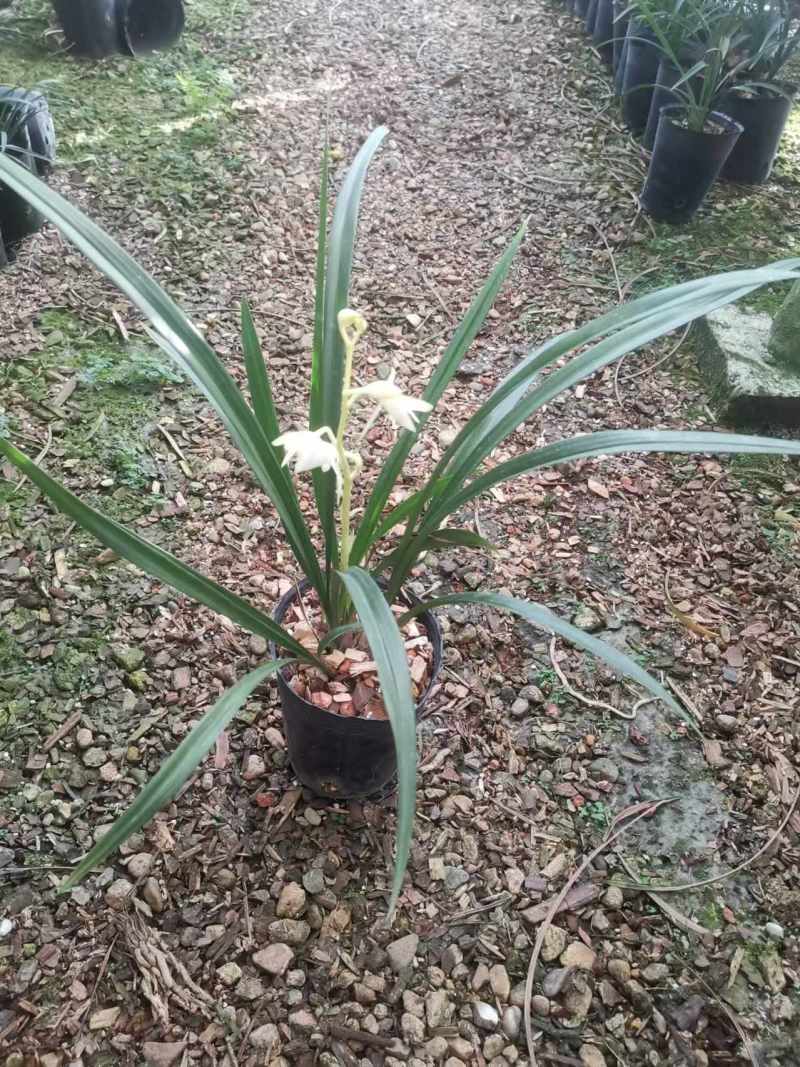 青山玉泉兰花包指导漂亮好养好打理品质保障欢迎咨询