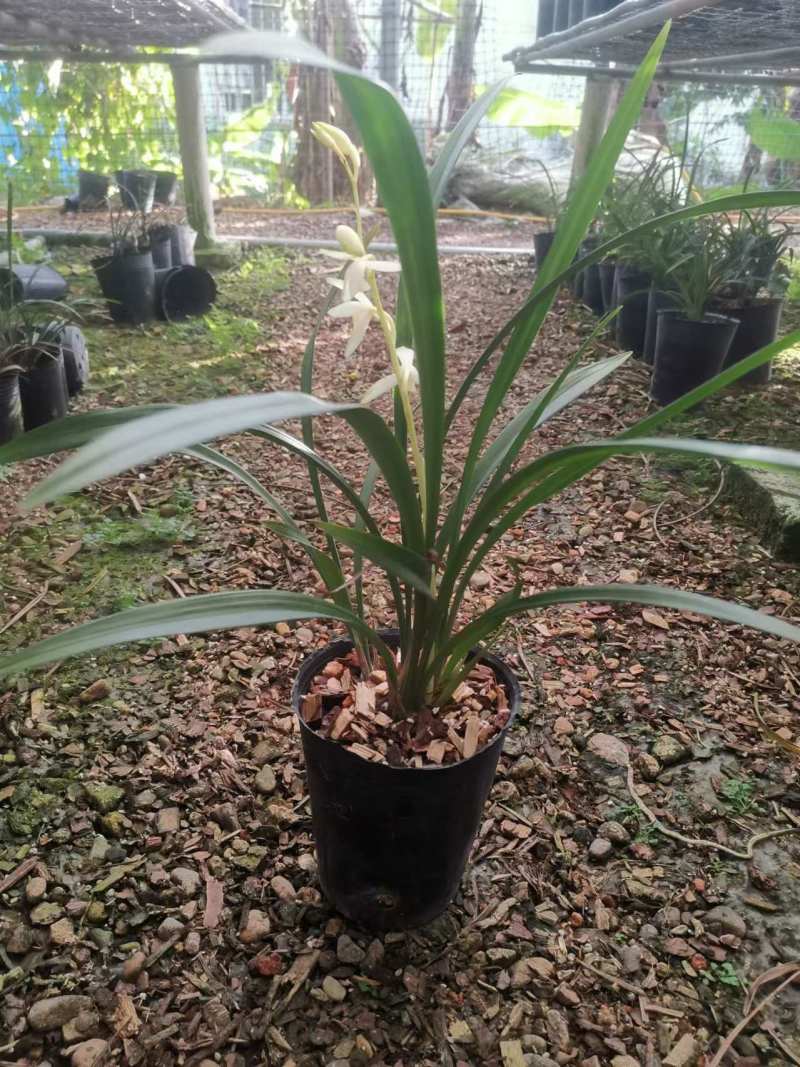 青山玉泉兰花包指导漂亮好养好打理品质保障欢迎咨询