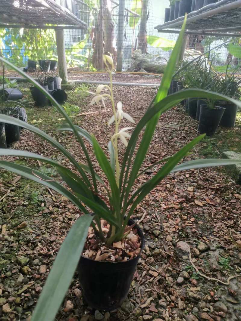 青山玉泉兰花包指导漂亮好养好打理品质保障欢迎咨询