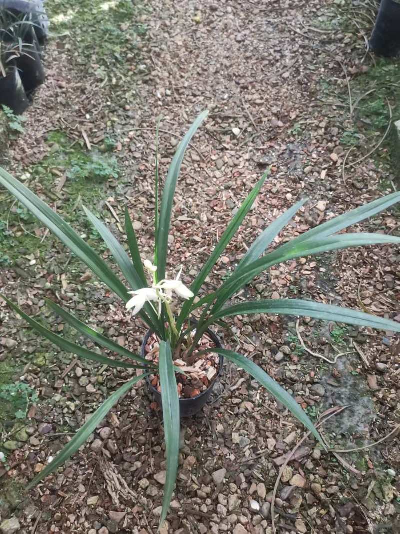 青山玉泉兰花包指导漂亮好养好打理品质保障欢迎咨询