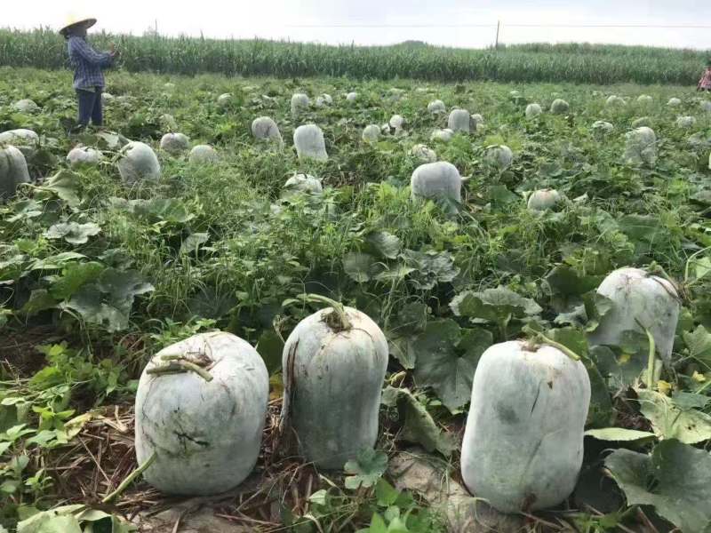四川冬瓜精品白皮冬瓜基地直供量大从优全国发货
