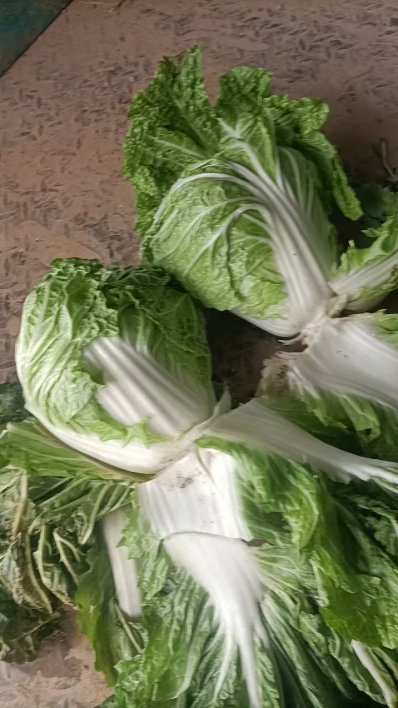 河南白菜黄心白菜产地一手货源品质保障量大优惠