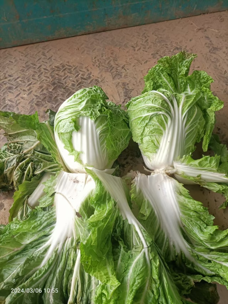 河南白菜黄心白菜产地一手货源品质保障量大优惠