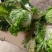 河南白菜黄心白菜产地一手货源品质保障量大优惠