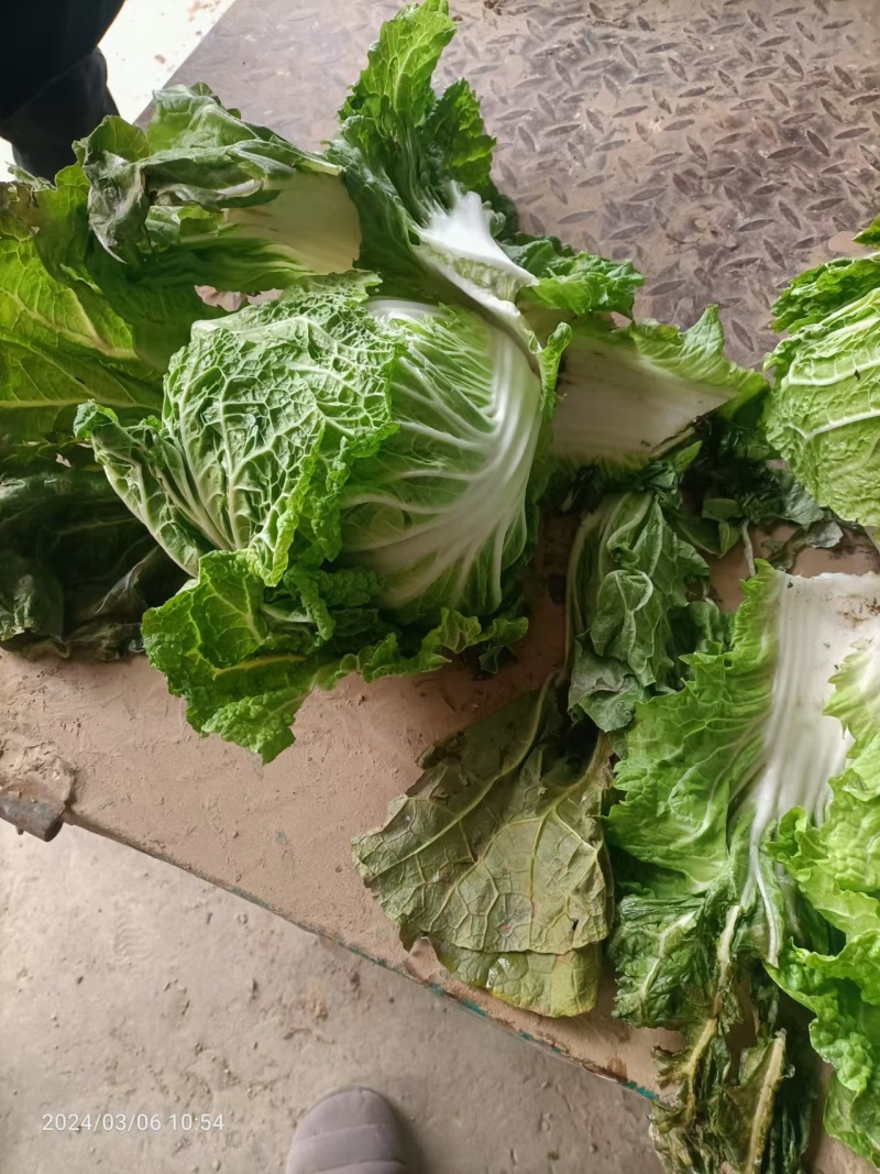 河南白菜黄心白菜产地一手货源品质保障量大优惠