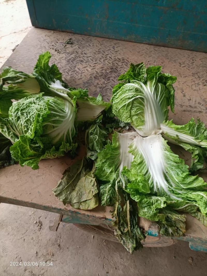 河南白菜黄心白菜产地一手货源品质保障量大优惠