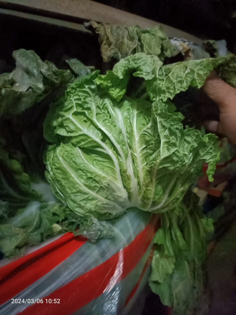 河南白菜黄心白菜产地一手货源品质保障量大优惠