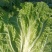 河南白菜黄心白菜产地一手货源品质保障量大优惠
