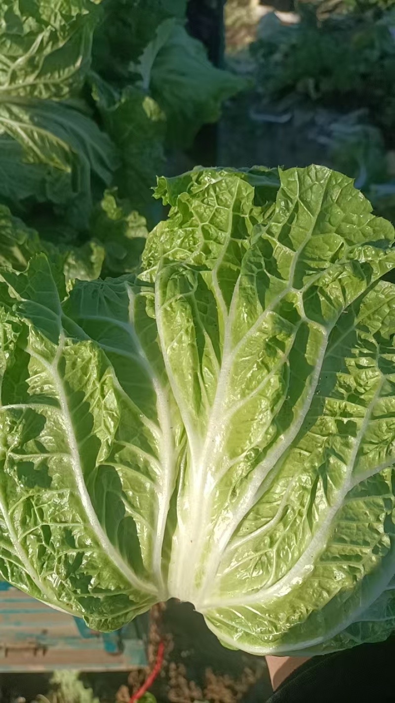 河南白菜黄心白菜产地一手货源品质保障量大优惠