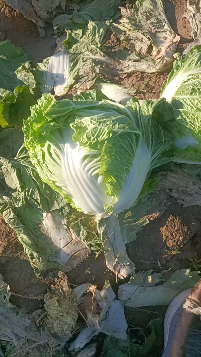 河南白菜黄心白菜产地一手货源品质保障量大优惠