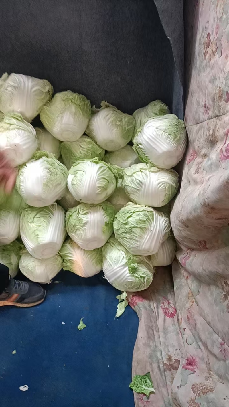 河南白菜黄心白菜产地一手货源品质保障量大优惠