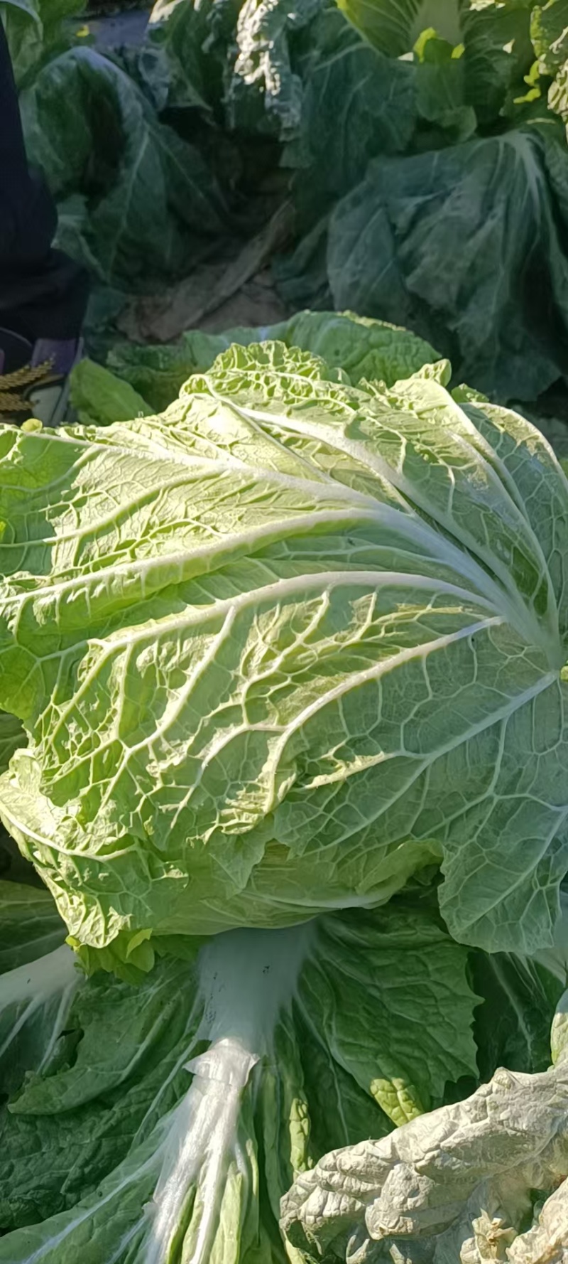 河南白菜黄心白菜产地一手货源品质保障量大优惠