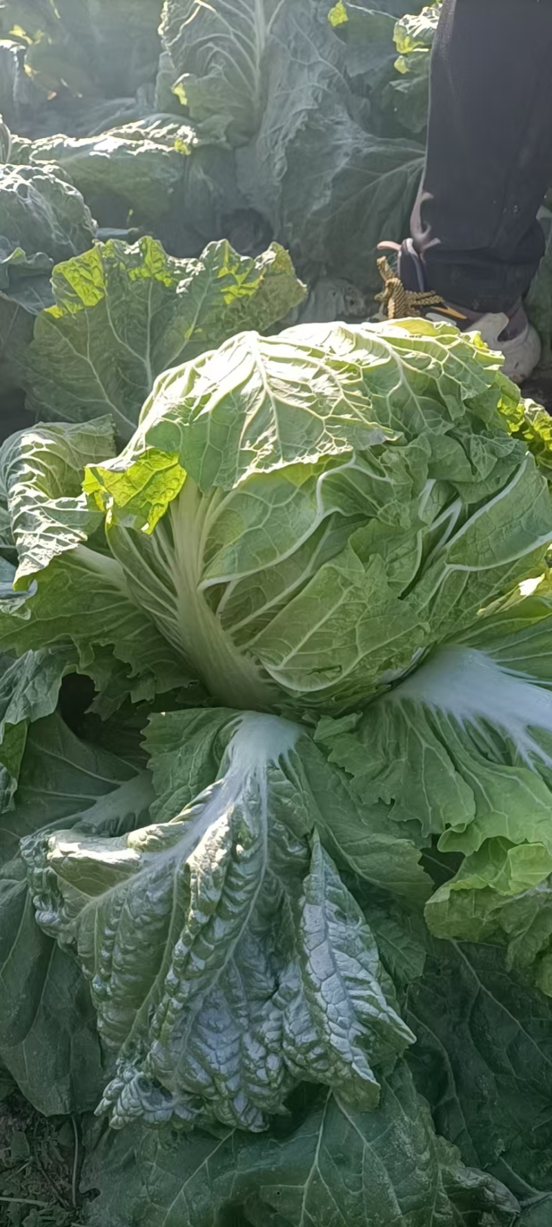 河南白菜黄心白菜产地一手货源品质保障量大优惠