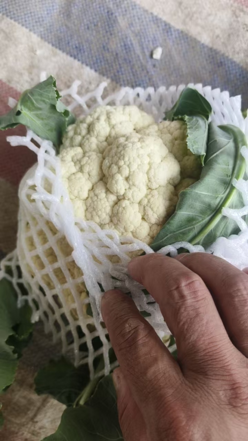 松花菜菜花产地直供一手货源品质保障