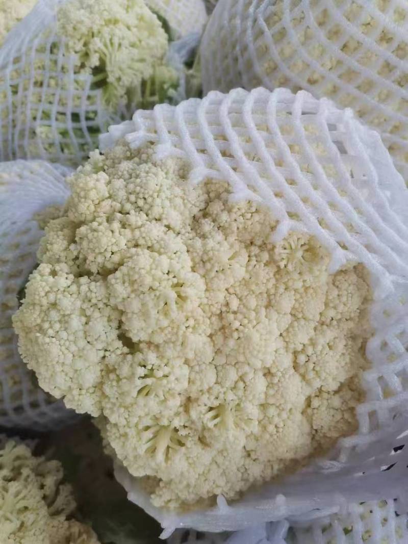 松花菜菜花产地直供一手货源品质保障