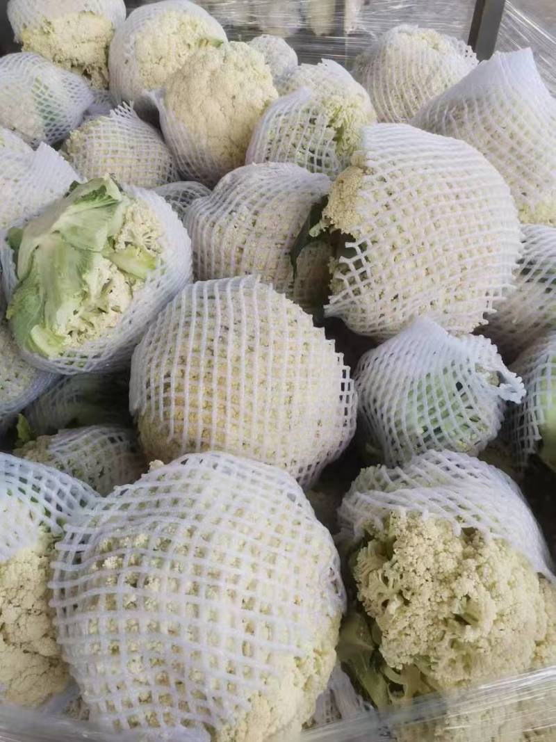松花菜菜花产地直供一手货源品质保障