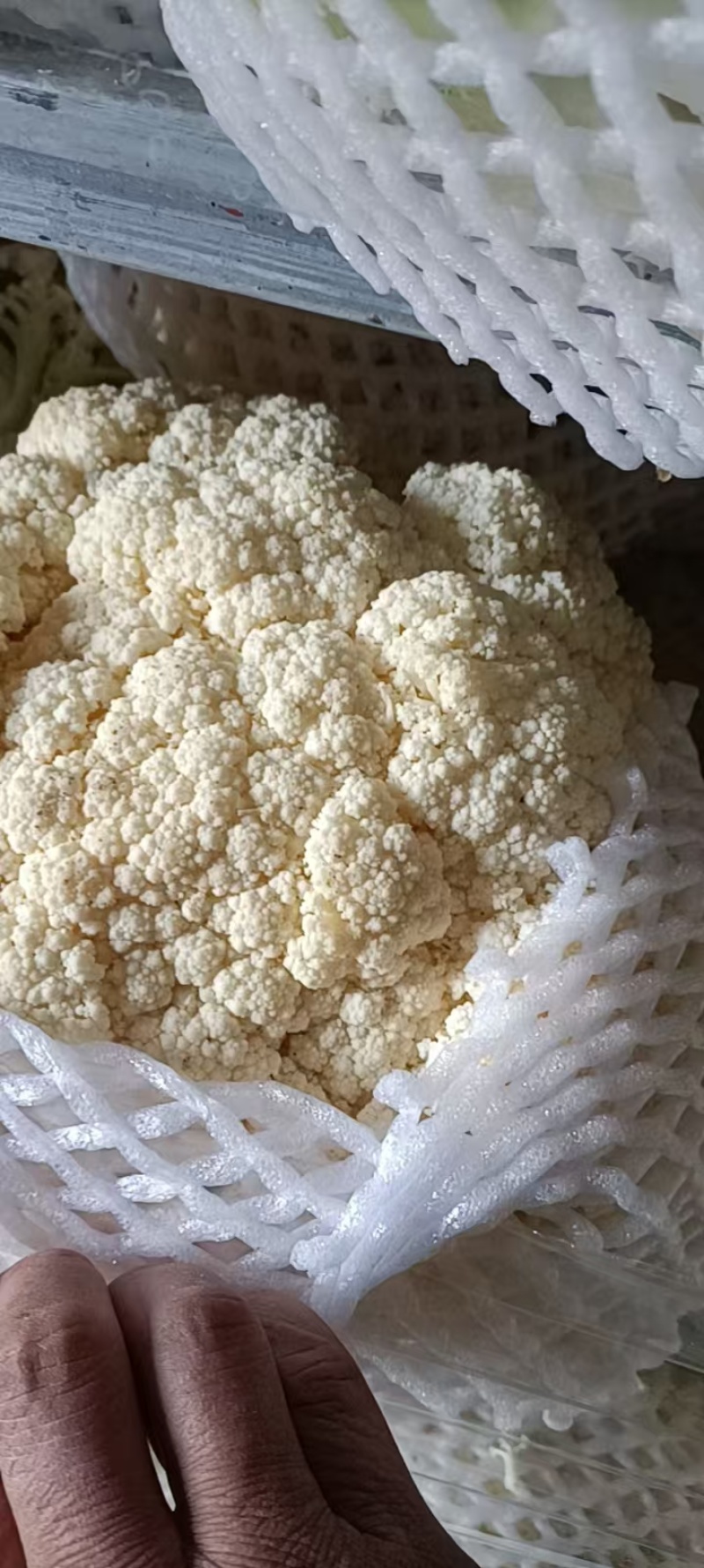 松花菜菜花产地直供一手货源品质保障