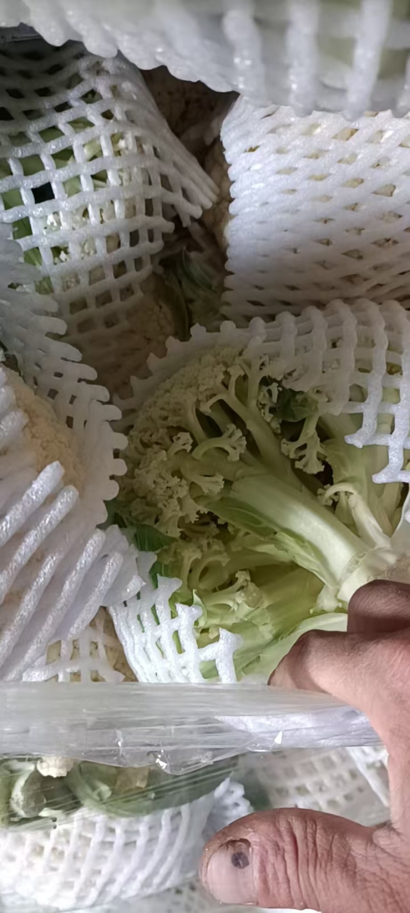 松花菜菜花产地直供一手货源品质保障