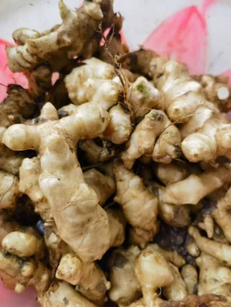 菊芋洋姜基地供应量大质优价格优惠欢迎各大老板采购