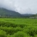菊芋洋姜基地供应量大质优价格优惠欢迎各大老板采购