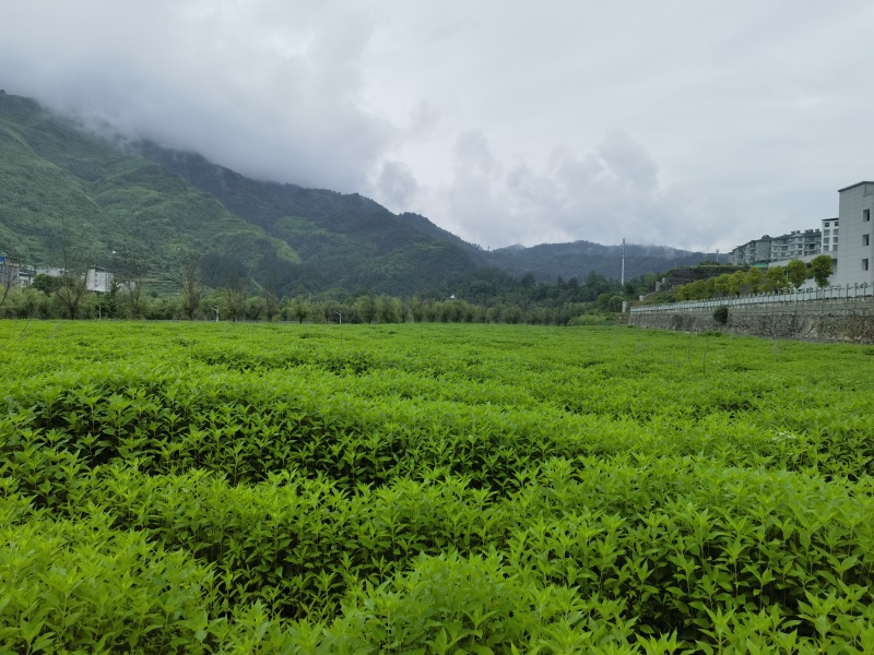 菊芋洋姜基地供应量大质优价格优惠欢迎各大老板采购