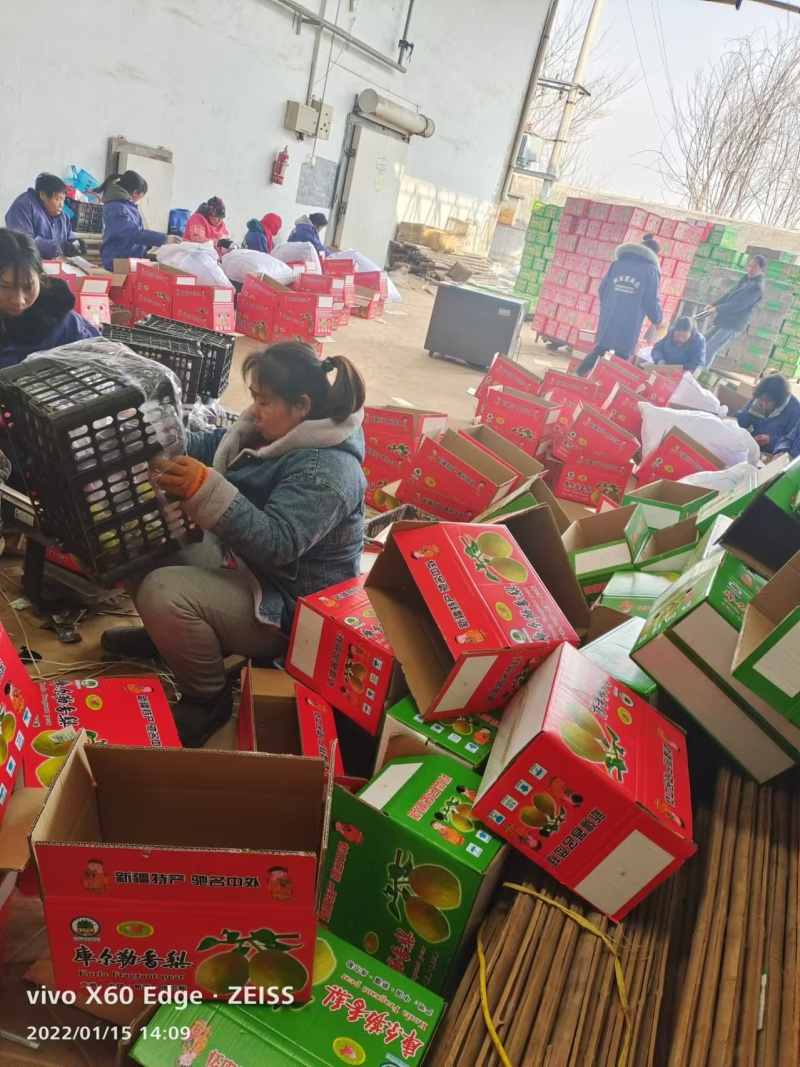 红香酥梨山西运城梨产地直发品质保障对接全国市场