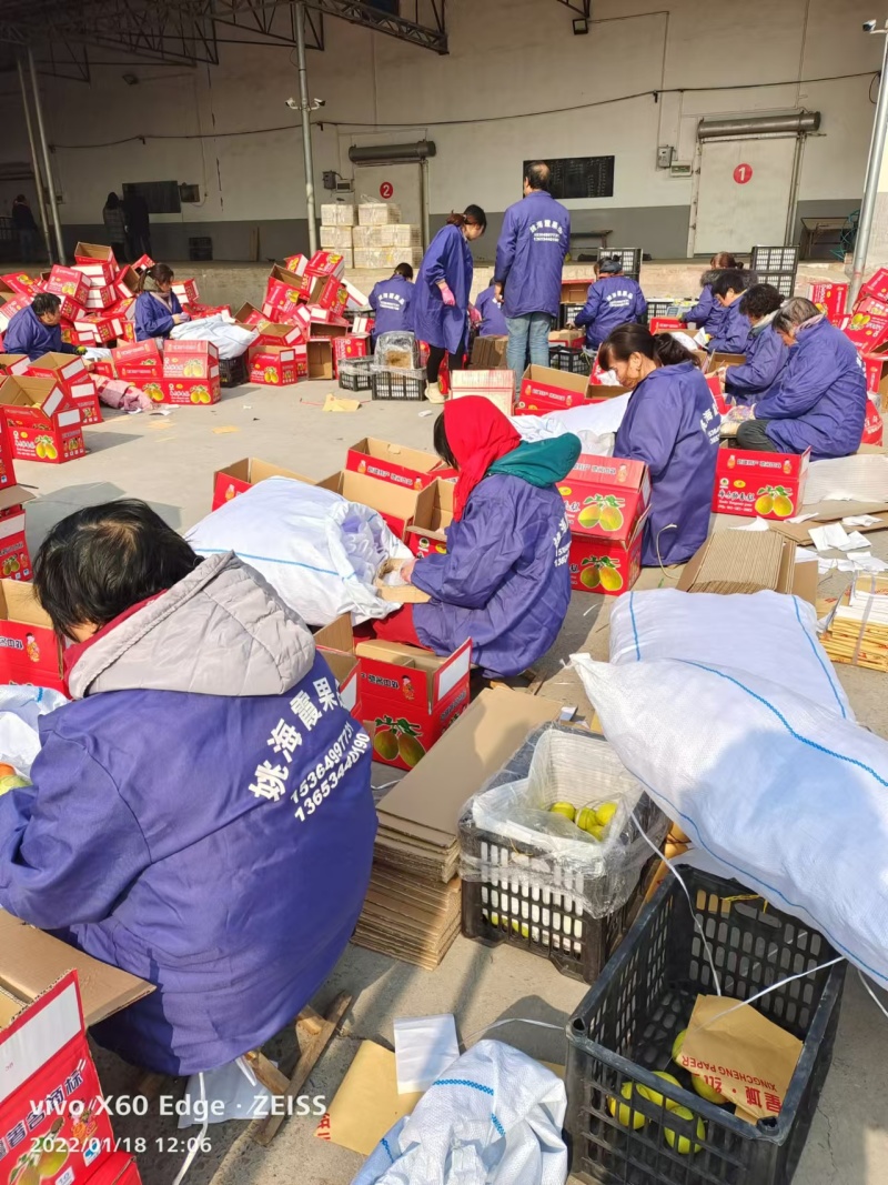 红香酥梨山西运城梨产地直发品质保障对接全国市场
