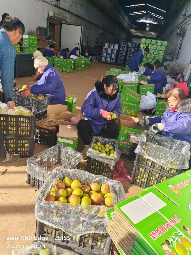 红香酥梨山西运城梨产地直发品质保障对接全国市场
