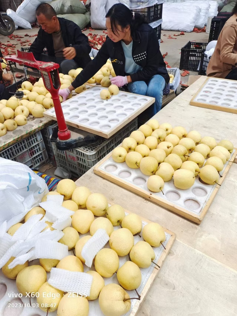 贡梨山西贡梨酥梨产地直发量大优惠对接全国市场等