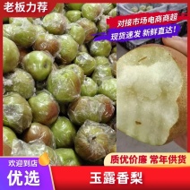玉露香梨产地直发品质保障量大从优对接全国