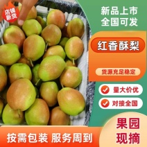 红香酥梨山西运城梨产地直发品质保障对接全国市场