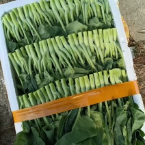 中花芥兰上海本地大棚种植，可长期供应，质量可靠！