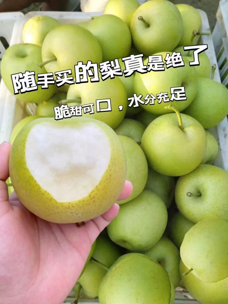 精品皇冠梨，泊头精品皇冠梨，现货速发保质保量