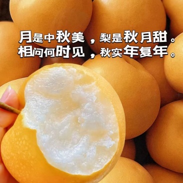 精品秋月梨，泊头精品秋月梨，肉质鲜美欢迎选购