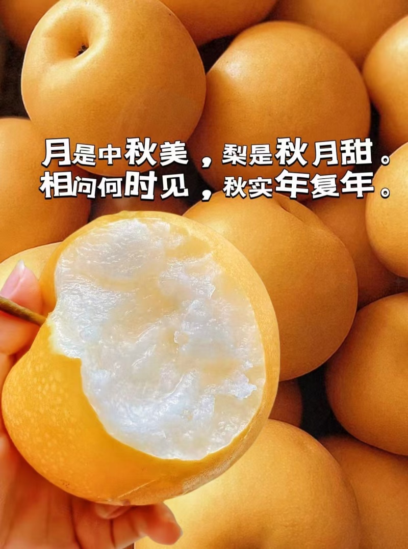 精品秋月梨，泊头精品秋月梨，肉质鲜美欢迎选购