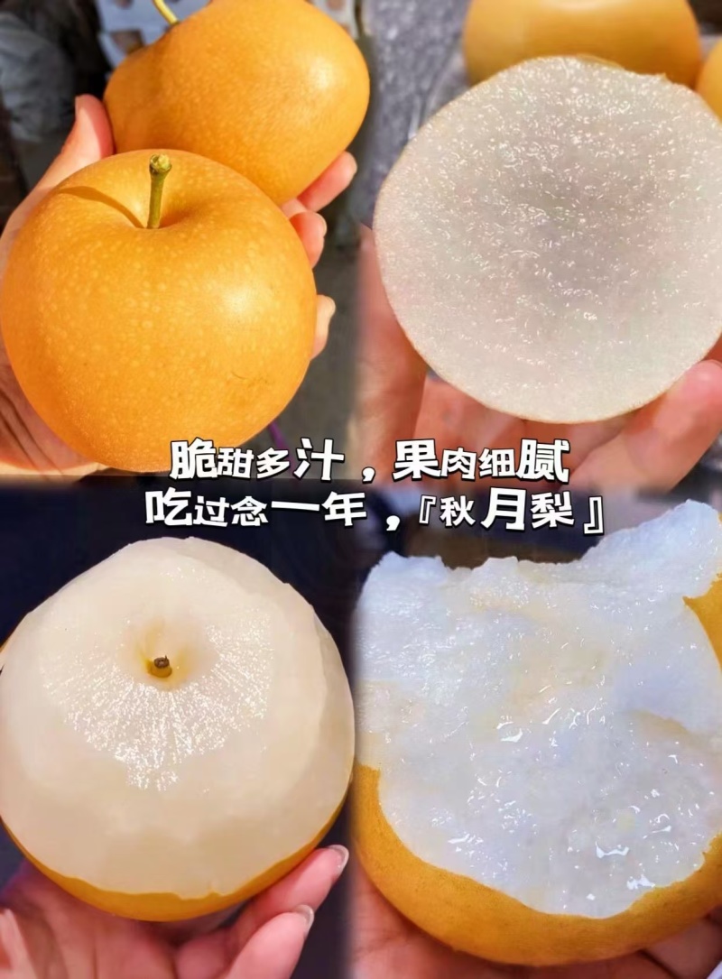 精品秋月梨，泊头精品秋月梨，肉质鲜美欢迎选购