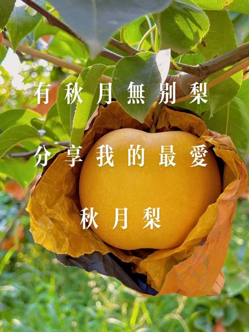 精品秋月梨，泊头精品秋月梨，肉质鲜美欢迎选购