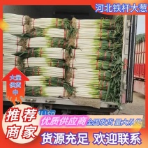 【好货】河北铁杆大葱长白大量上市万亩产地钢葱加工厂欢迎咨询