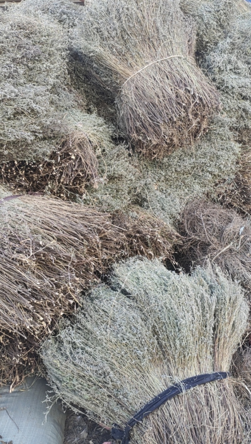 香薷草，中草药，大量上市欢迎来电沟通洽谈业务