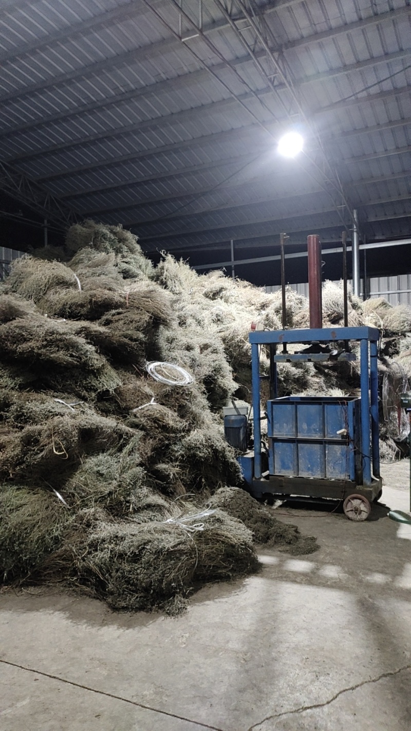 香薷草，中草药，大量上市欢迎来电沟通洽谈业务