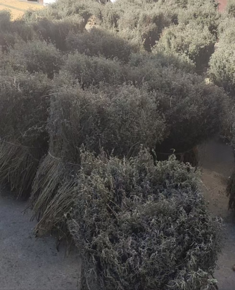 香薷草，中草药，大量上市欢迎来电沟通洽谈业务