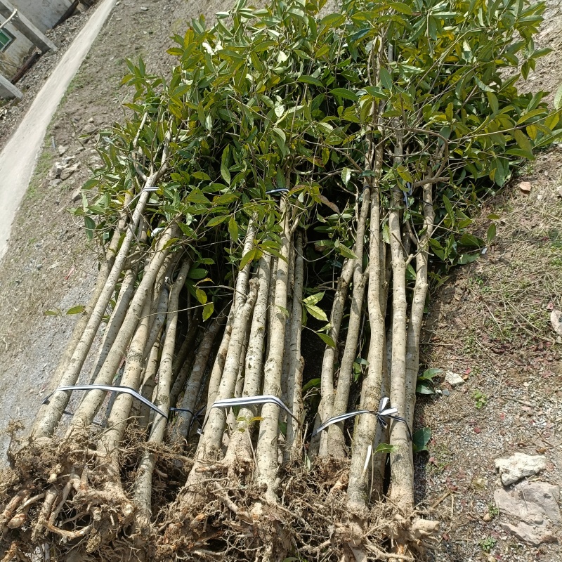桂花苗量大质优价格优惠一手货源欢迎各大老板采购咨询