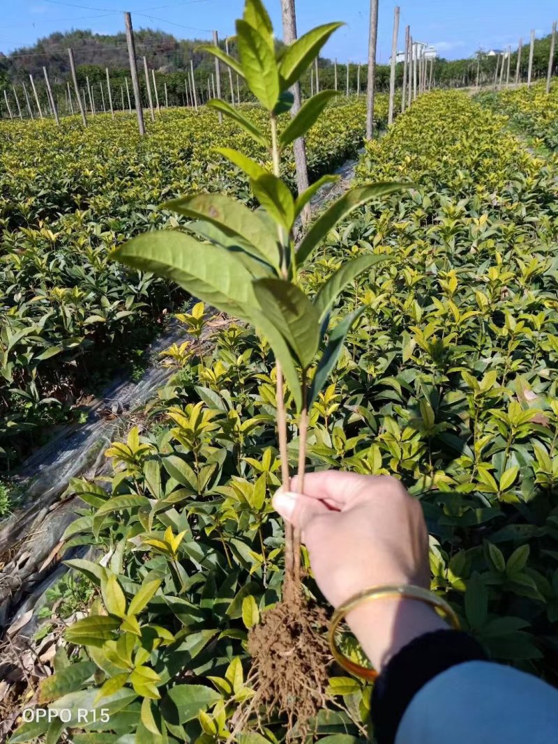 桂花苗量大质优价格优惠一手货源欢迎各大老板采购咨询