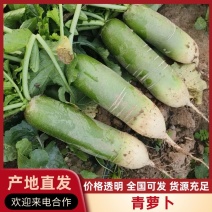 青萝卜河南开封萝卜产地直供品质保障量大优惠