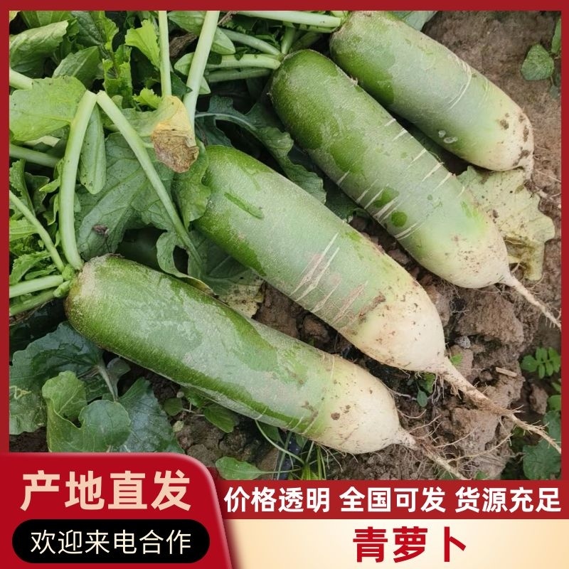 青萝卜河南开封萝卜产地直供品质保障量大优惠
