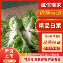 河南白菜黄心白菜产地一手货源品质保障量大优惠