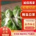 河南白菜黄心白菜产地一手货源品质保障量大优惠